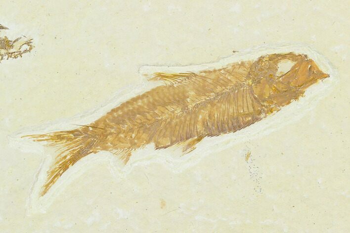 Fossil Fish (Knightia) - Green River Formation #130320